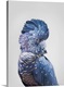 image thumbnail of Black Cockatoo