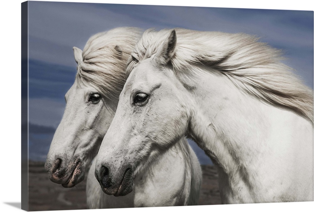 Portrait of two white horses with manes blowing in the wind, Iceland.