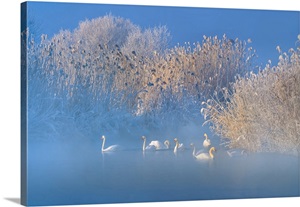 Blue Swan Lake image thumbnail