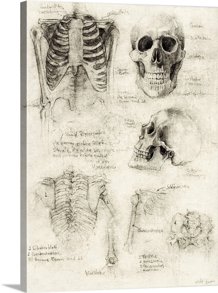 Bones Of The Core, Skull, And Ribcage Studies