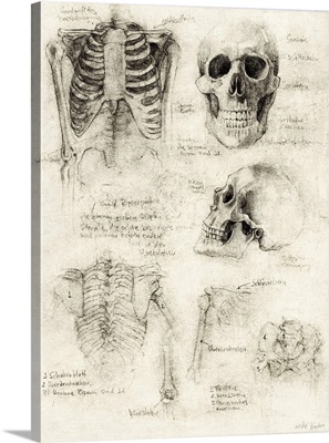 Bones Of The Core, Skull, And Ribcage Studies