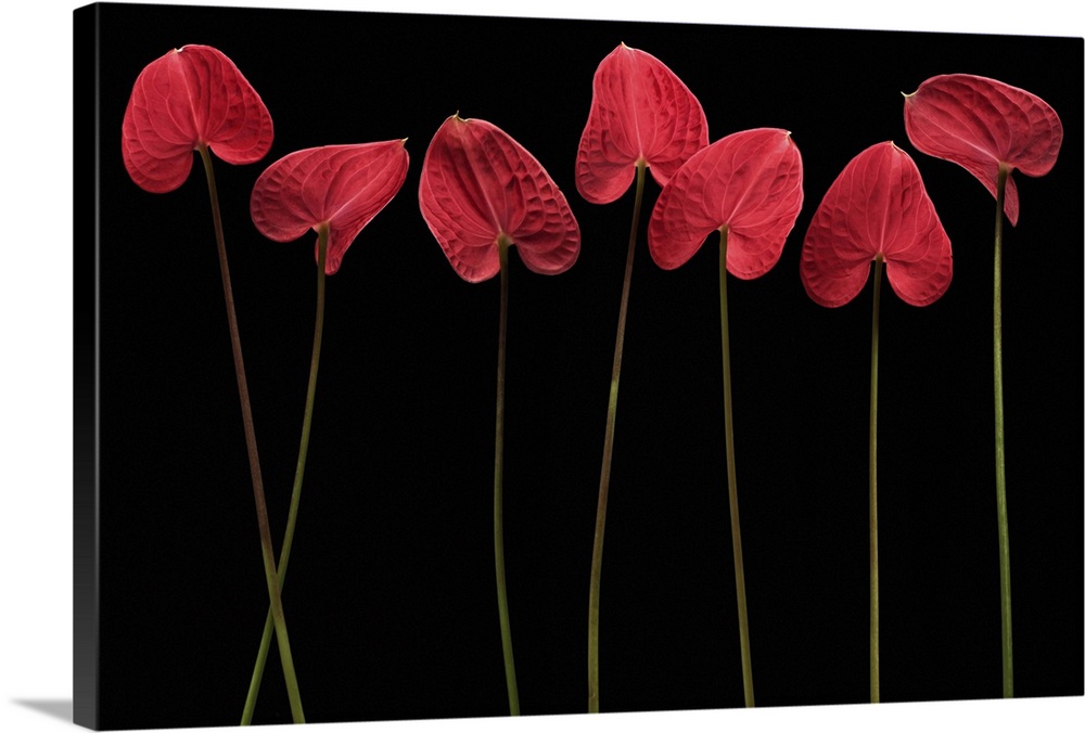 Still life photograph of single stemmed flowers with a heart shaped petal on a black background.