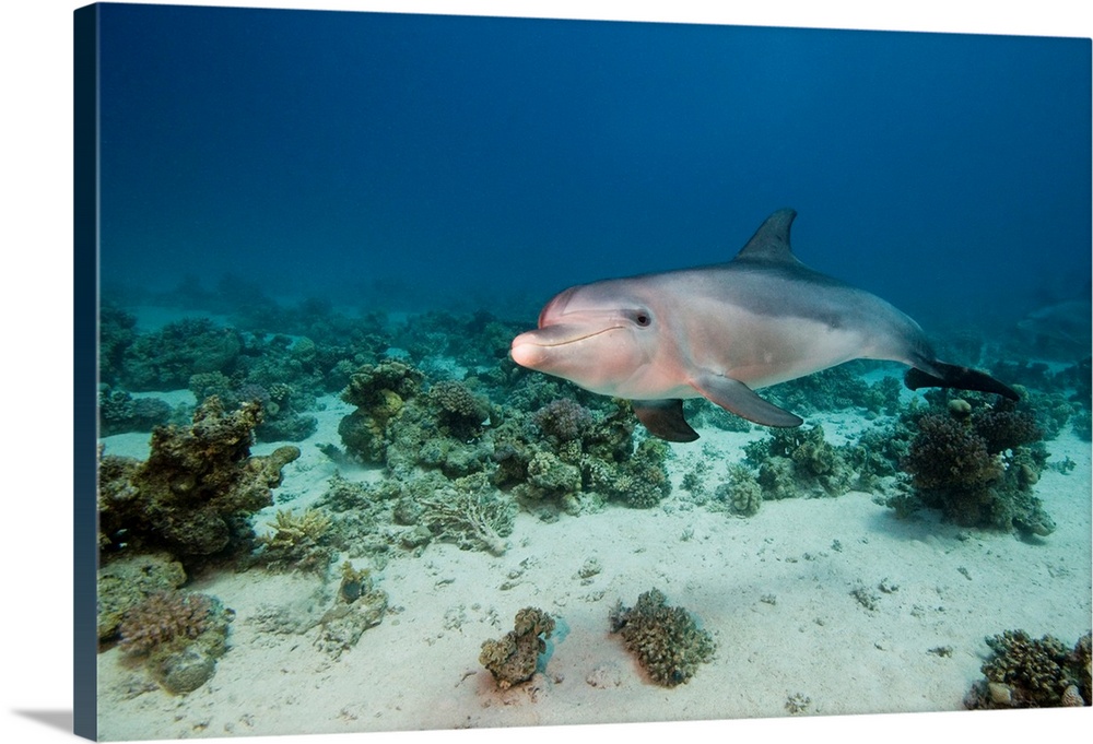 Bottlenose Dolphin