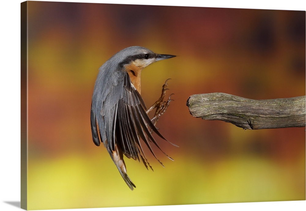 A Eurasian Nuthatch reaches its feet out to grab onto a branch.