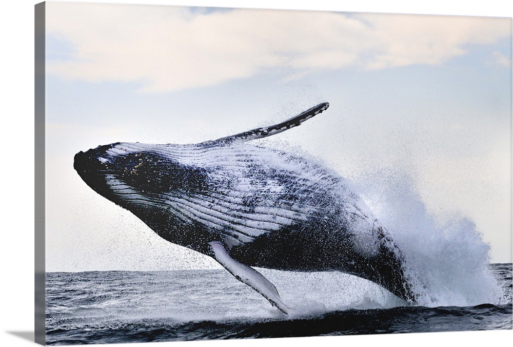 A Humpback Whale leaps out of the water, showing its fins and belly, before it splashes back down.