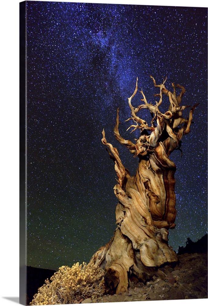 A gnarled desert tree under a starry night sky.
