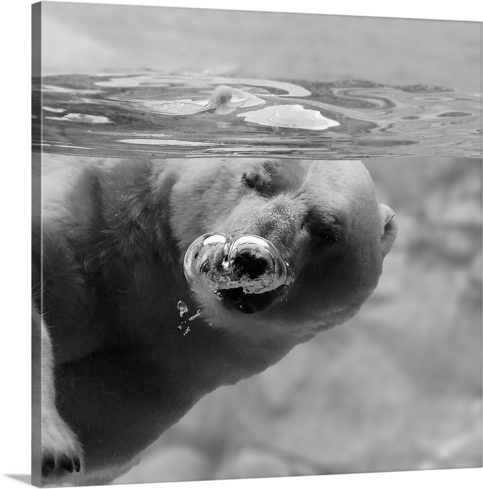 A polar bear blowing bubbles underwater.