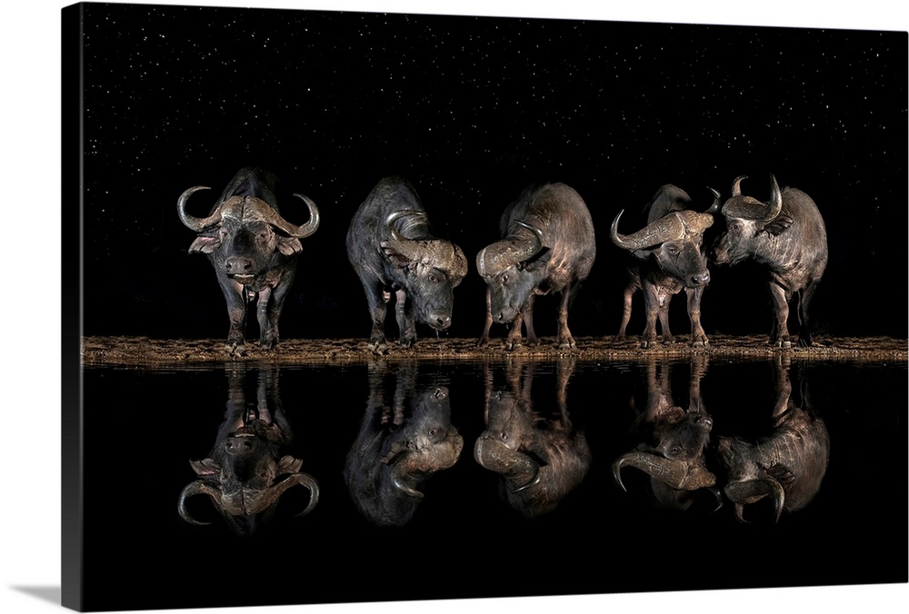 Buffaloes In The Waterhole At Night