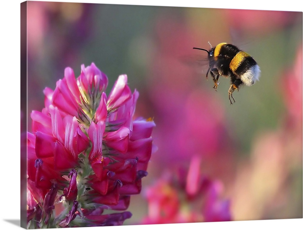 Macro photo of a bumblebee about to land on a pink flower to gather pollen.