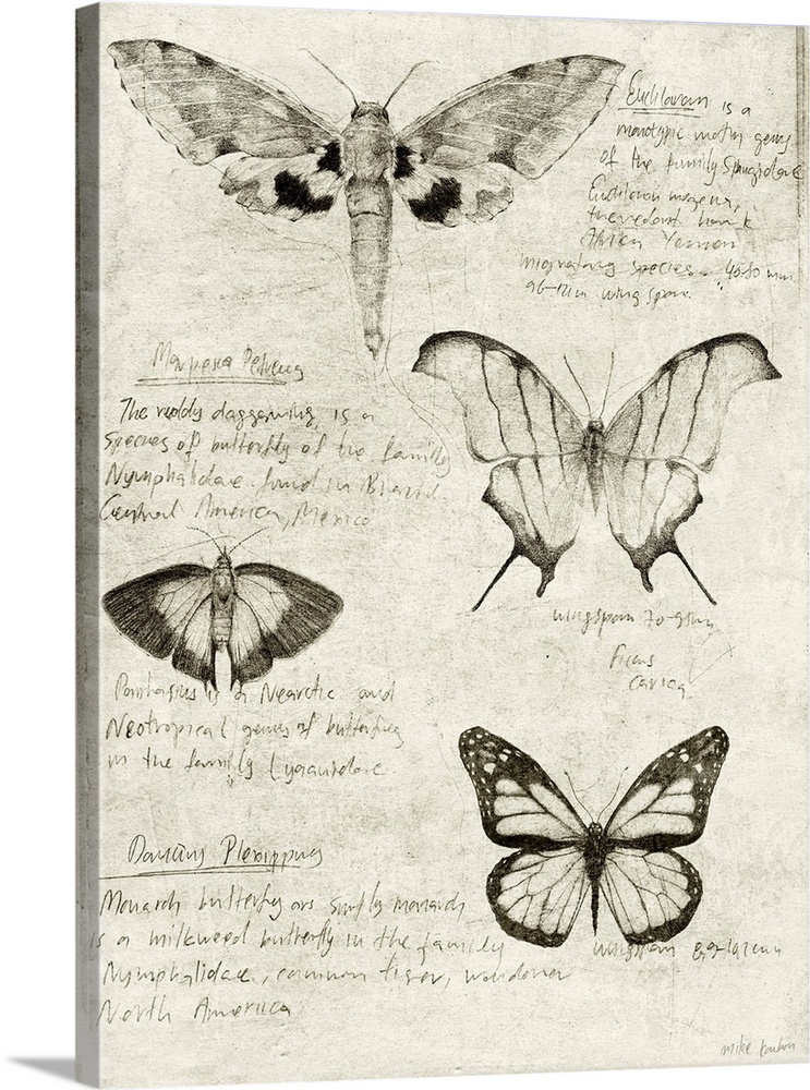 Butterfly Illustrations