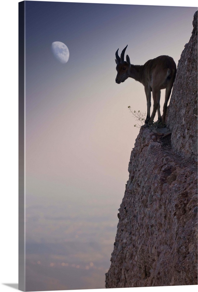 A mountain goat balances precariously on a thin ledge on the side of a cliff, wit hthe moon visible in the sky.