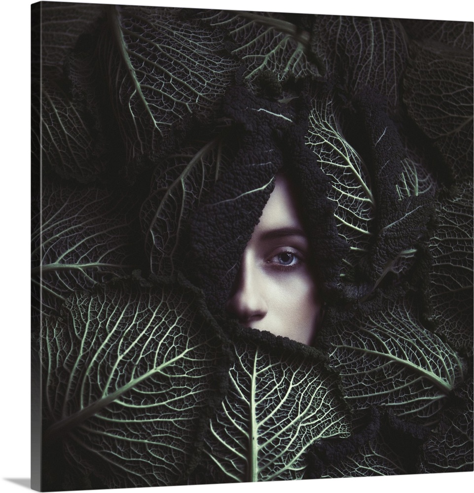 Cabbage