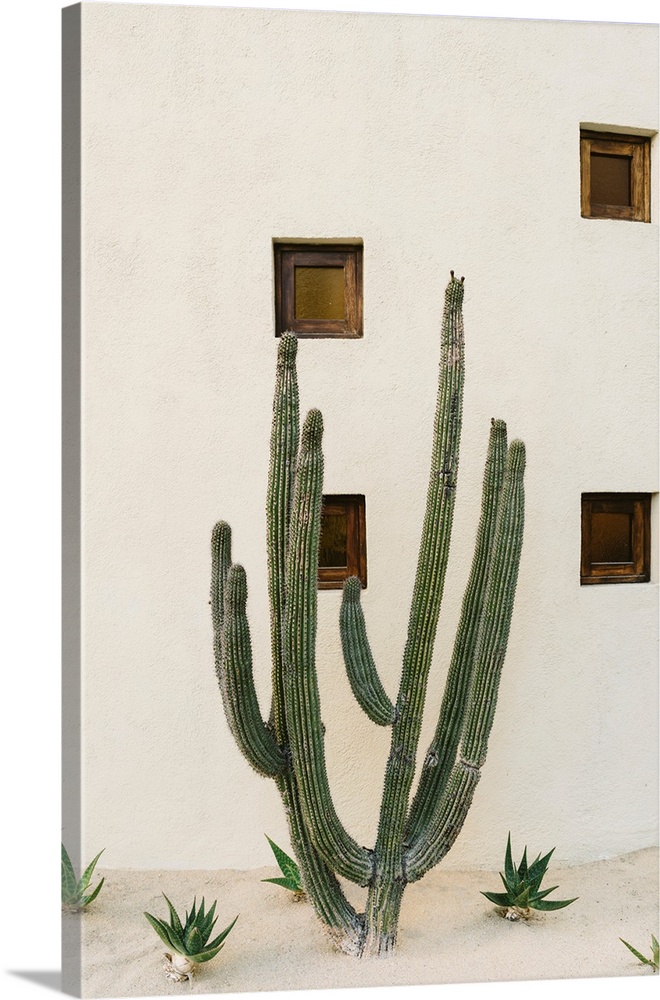 Cabo Cactus IX