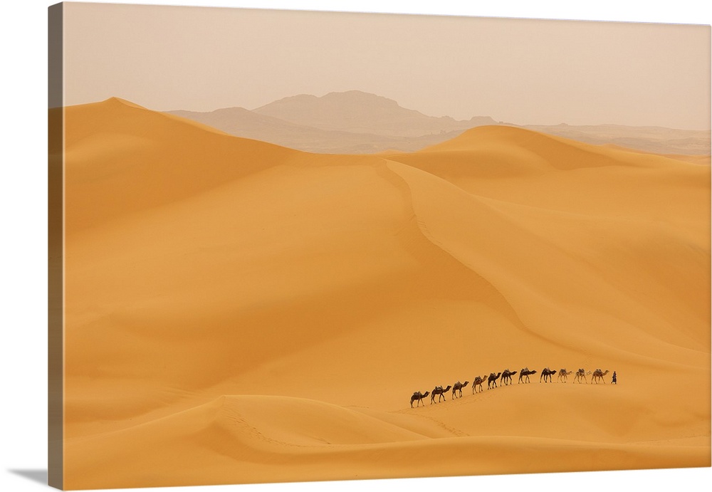 Camels caravan in Desert Sahara in Morocco, dunes in background