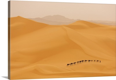 Camels Caravan In Sahara