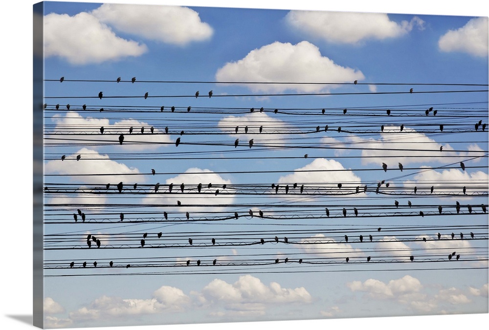 Small birds dotting rows of powerlines actually represent notes and staves, forming a few bars of "Cantus Arcticus," subti...