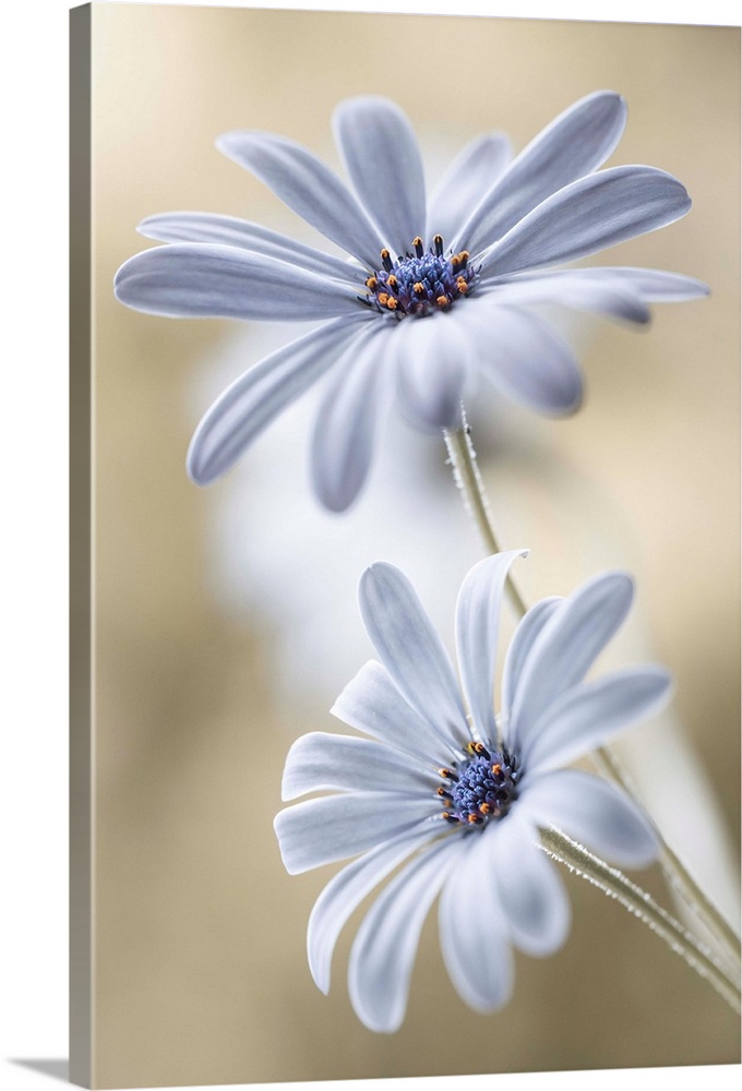 Two bright white daisy flowers.