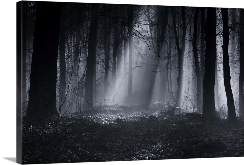 A foggy forest landscape shrouded in darkness.