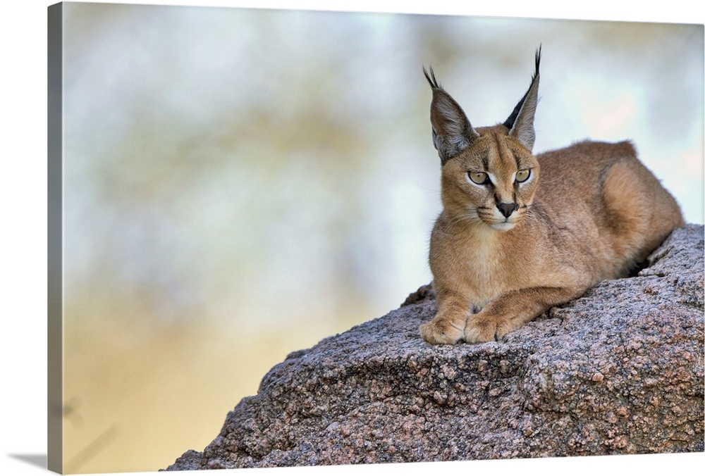 A caracal with pointed ears laying on a rock.