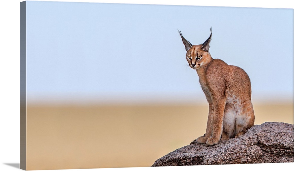 Photograph of a caracal sitting on a rock with a shallow depth of field.