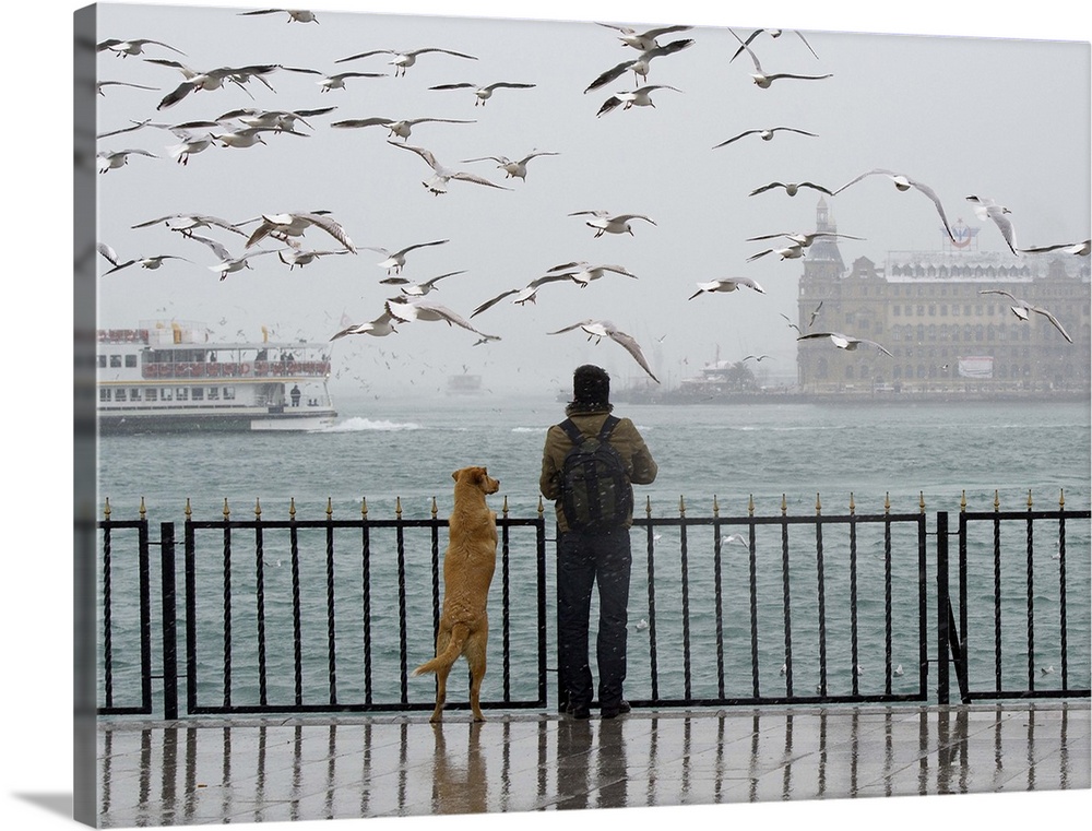 A person and a dog look out at a flock of seagulls over the sea, Istanbul, Turkey.