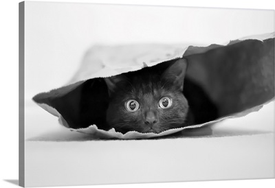 Cat In A Bag
