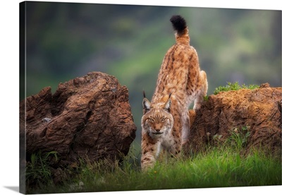 Challenge image thumbnail