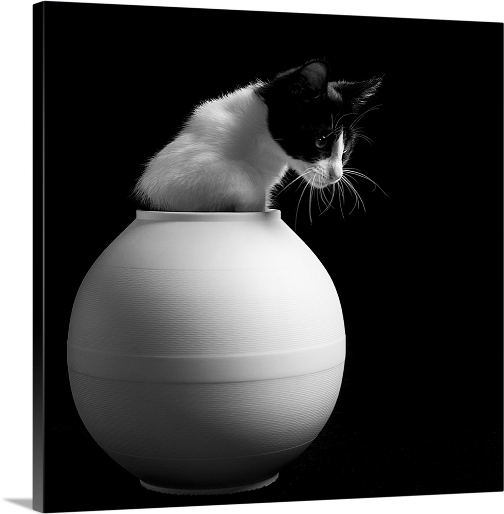 A black and white domestic cat poking out of a round white vase.