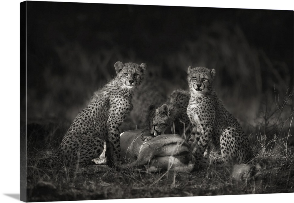 Cheetah cubs feeding on an impala kill in the Biyamiti area in Kruger National Park in South Africa.