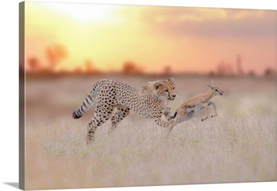 Cheetah Hunting A Gazelle