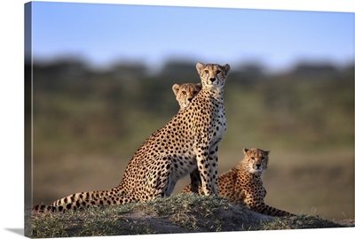 Cheetahs Family