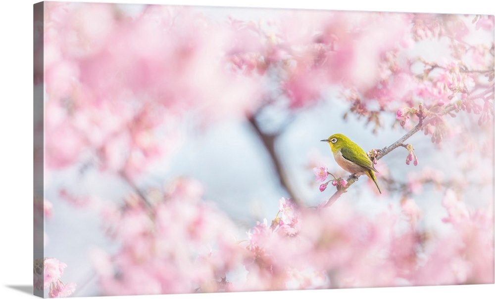 Cherry-Blossom Color