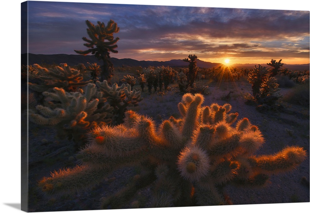 Sunrise over the cactus, Mojave desert, Joshua Tree National Park, USA