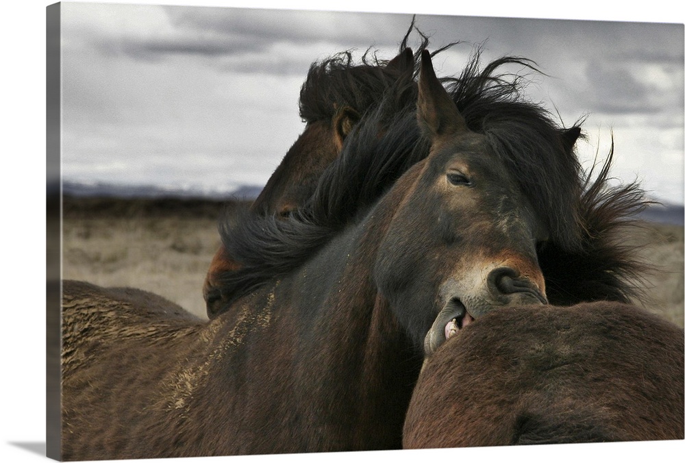 Two wild Icelandic ponies groom each other in a show of mutual affection.