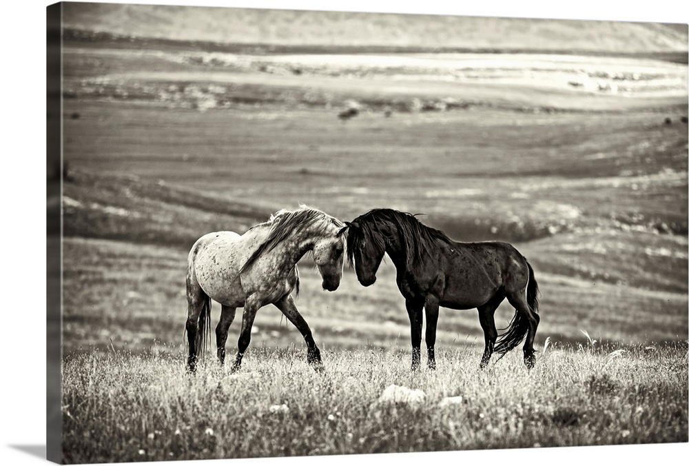 A black and white photograph of two wild horses meeting face to face.