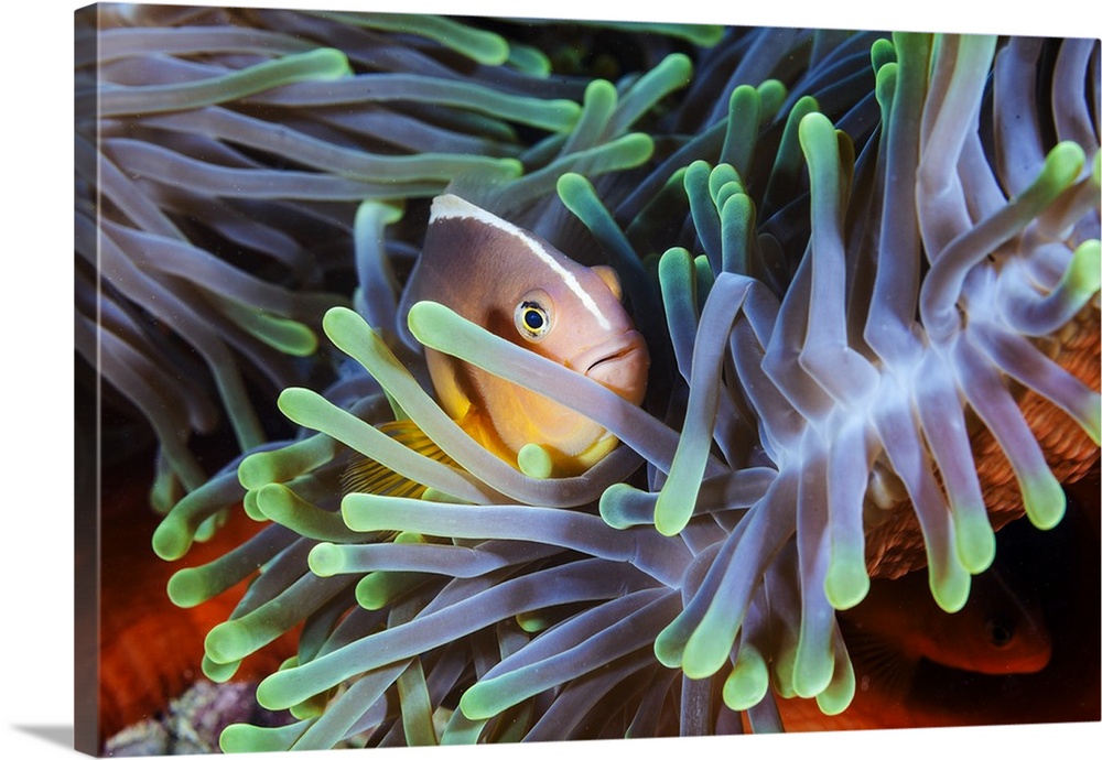 A clownfish hiding in its colorful anemone home.