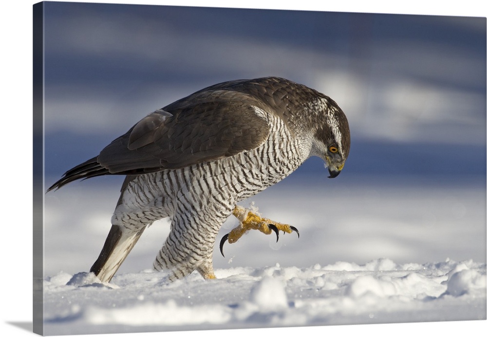 A large Goshawk looks intensely at something in the snow, with talons extended.