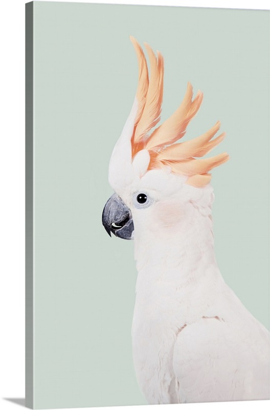Cockatoo Wall Art, Canvas Prints, Framed Prints, Wall Peels Great Big