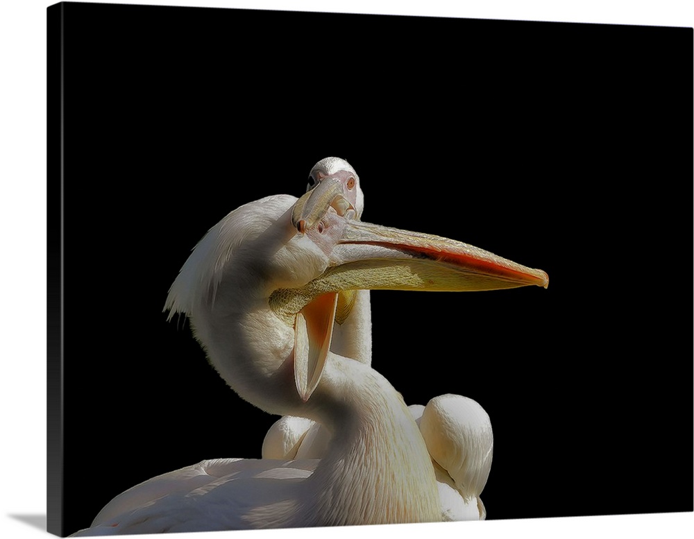 Two pelicans showing affection with their beaks.