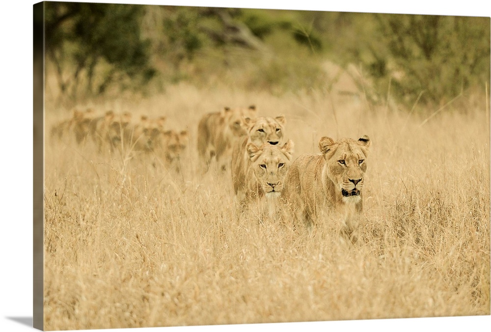 A group of lions stalking prey in tall grass in Africa.
