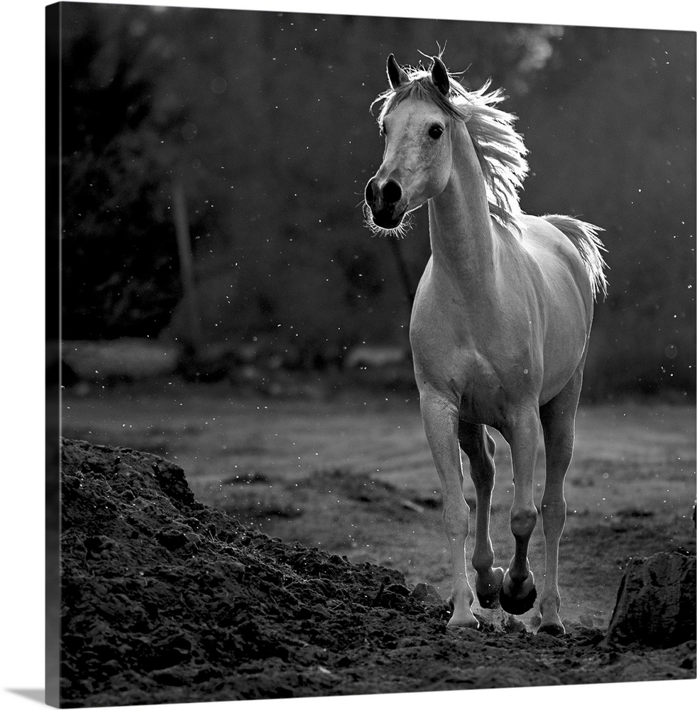 A black and white photograph of a horse in a trot.