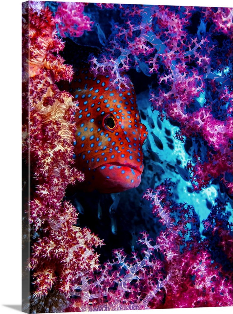 A brightly colored fish is well camouflaged in its coral reef home.