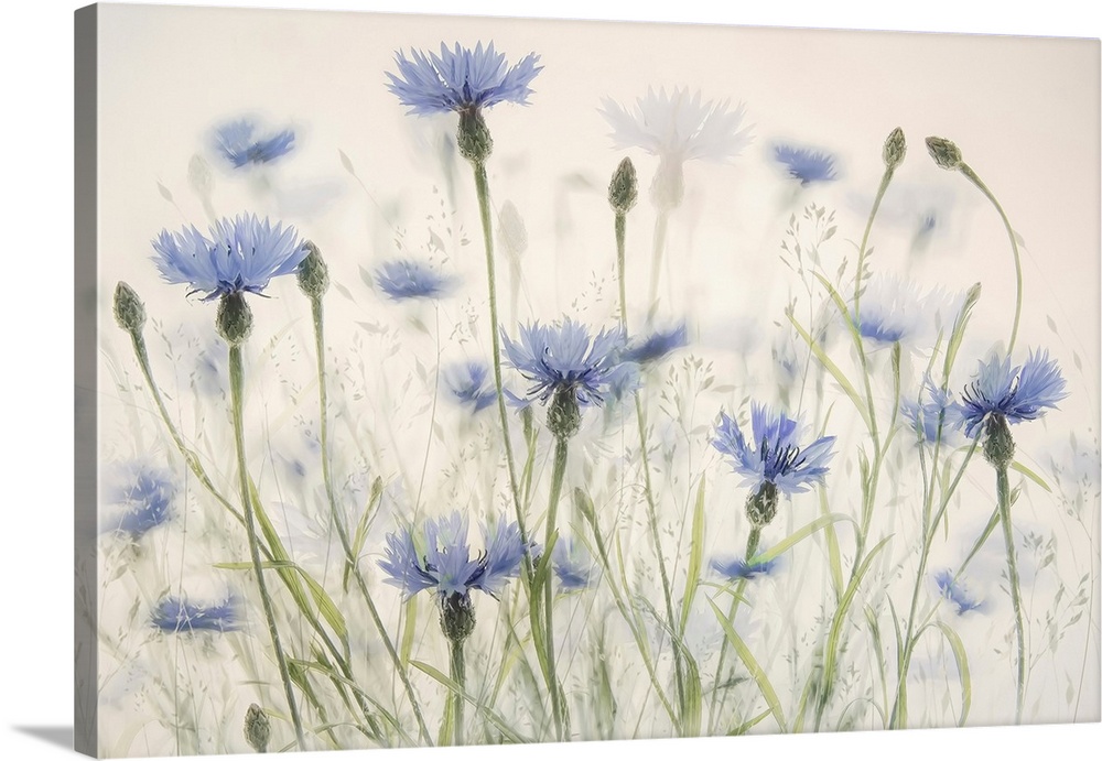 Cornflowers