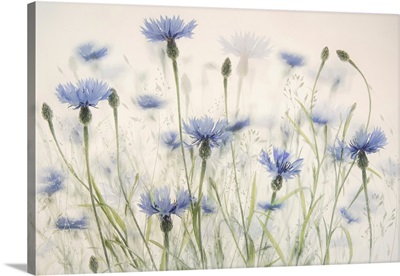 Cornflowers