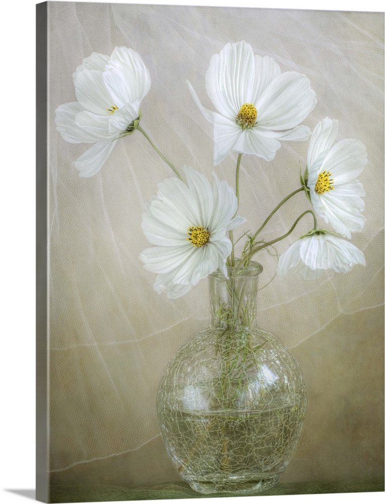 Five white cosmos arranged in a glass vase.