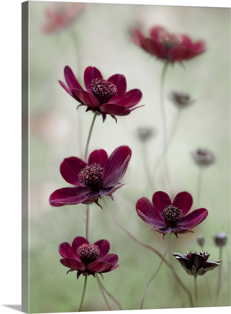 Dark maroon-colored cosmos flowers on a pale green background.