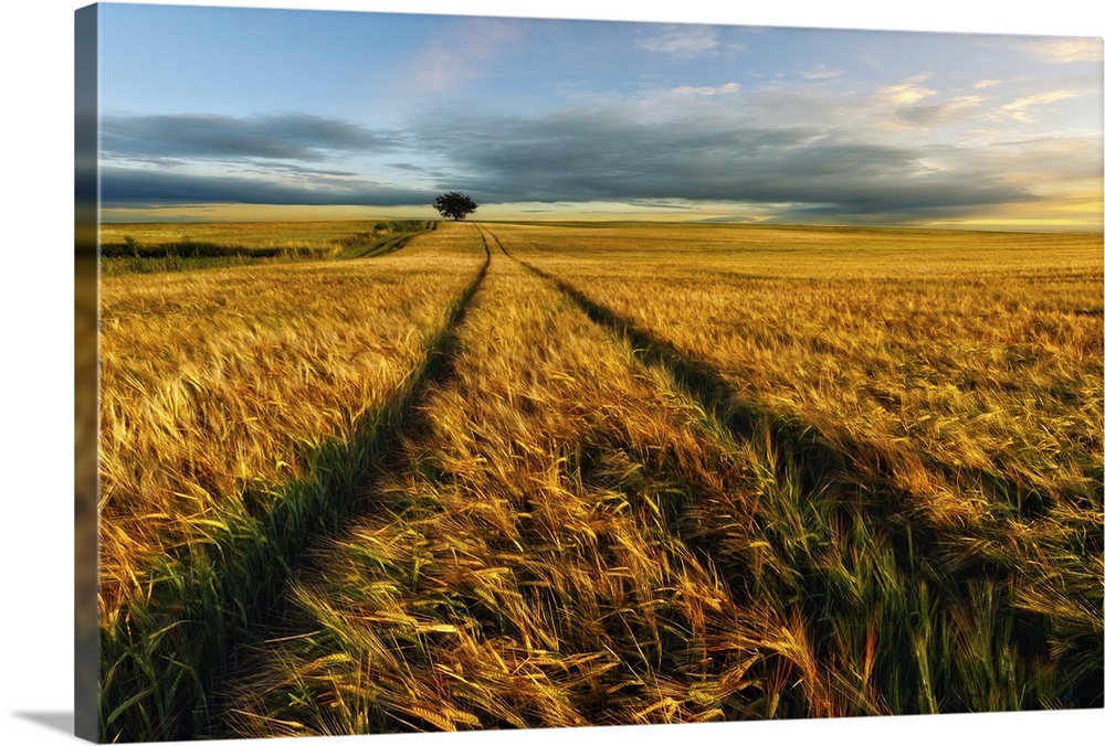 Paths through a wheat field in the early evening, Lower Silesia, Poland.