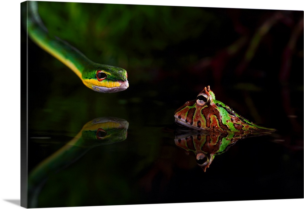 Green snake staring at a spotted frog sitting in shallow water.