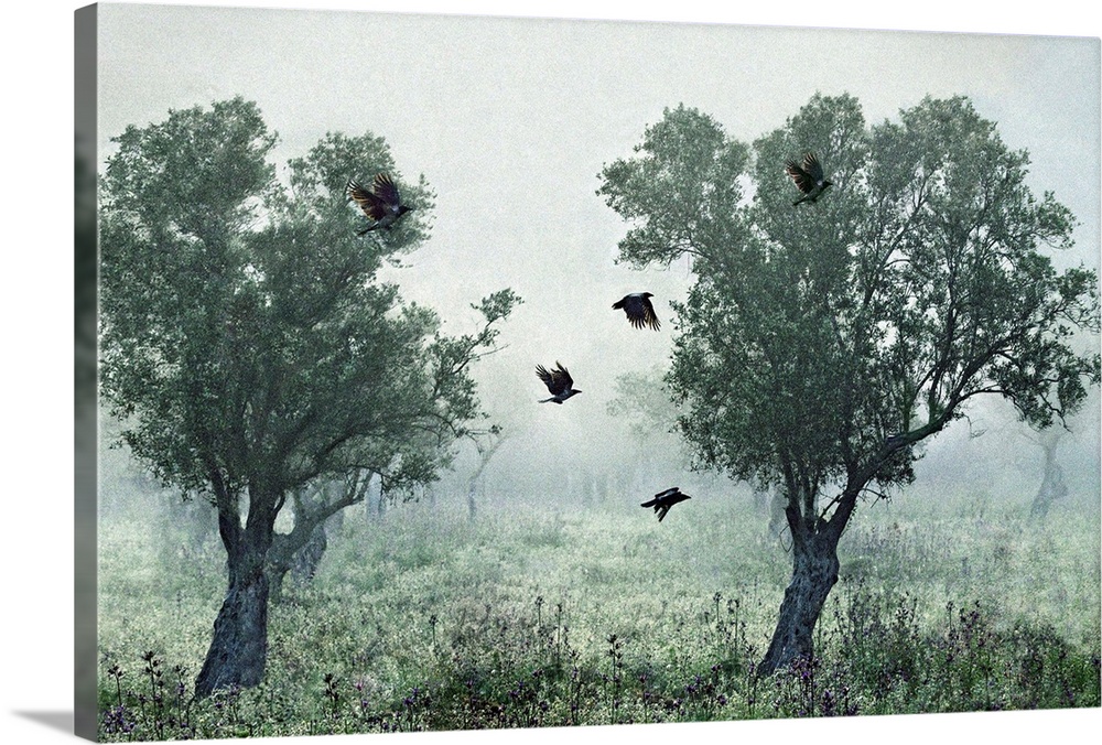 Crows flying between two trees in a foggy landscape.