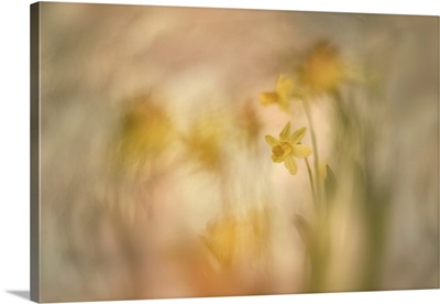 Daffodils